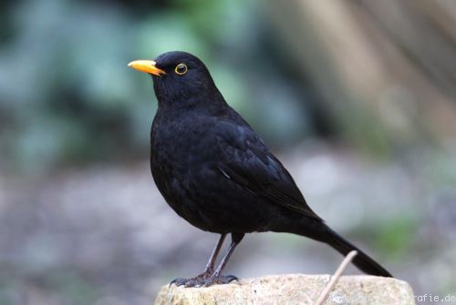 Download this Die Amsel picture