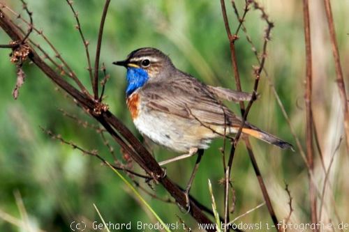 Blaukehlchen auf Futtersuche