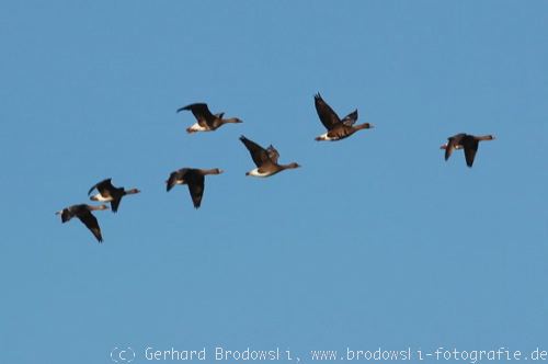 Aussehen: Bl�ssgans