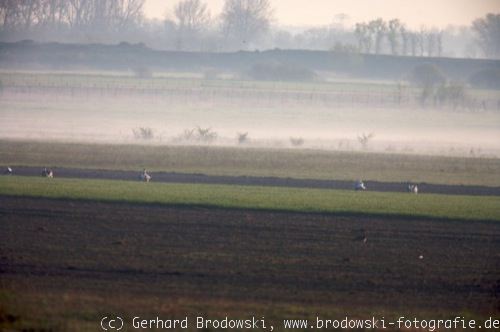 Lebensraum: Gro�trappen am Morgen