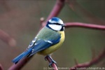 Blaumeise