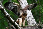 Bussard