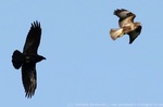 Bussard Rabe
