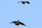 bussard Flugspiel