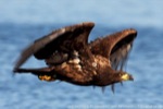 Seeadler