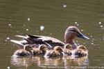 Stockente