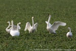 Singschwan