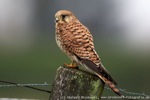 Turmfalke