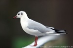 Lachmoewe