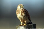 Turmfalke