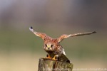 Turmfalke