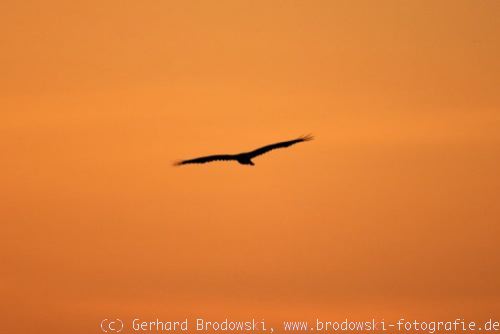 Aussehen: Rohrweihe (Circus aeruginosus) im Anflug