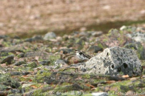 Schneeammer Weibchen und M�nnchen 