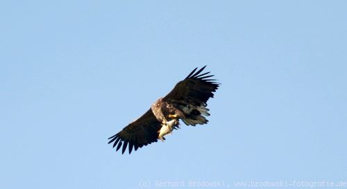 Seeadler mit Fisch