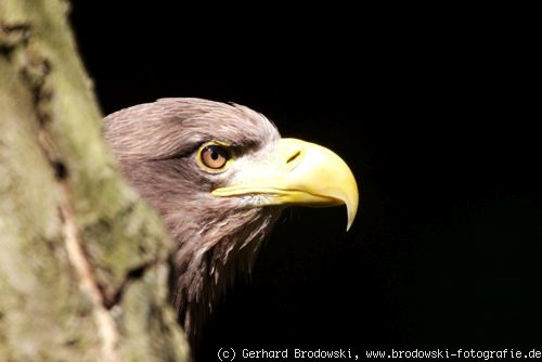 Seeadler