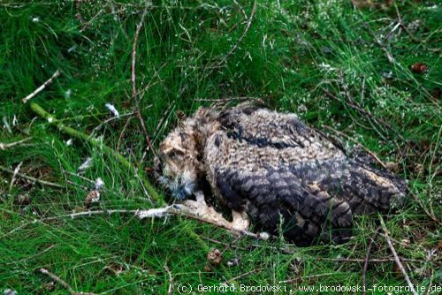 Lebensraum Eule: Toter Jung-Uhu Im Wald