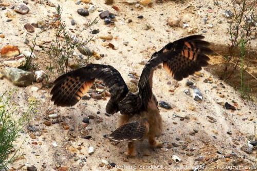 Aussehen: Uhu (Bubo bubo) Gefiederst�rung (Pinching-off)