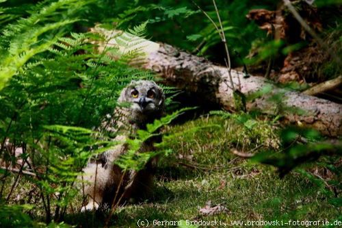 Lebensraum Eulen: Junger Uhu im Wald