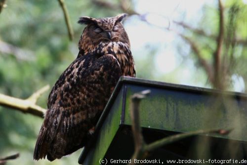 Eule: Uhu Weibchen auf dem Nest beobachten