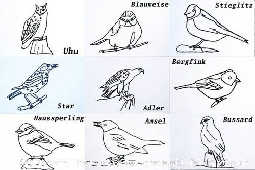 vogelbilder zum lernen  vogelbilder zum ausmalen  nachmalen