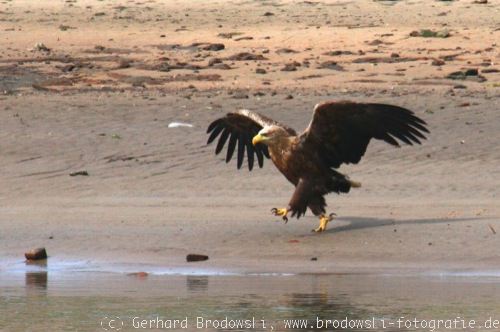 Adler Adlerarten Echte Adler Vogel Europa Unterschied Bilder