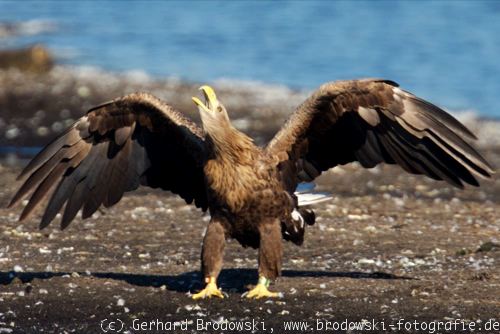 Adler Adlerarten Echte Adler Vogel Europa Unterschied Bilder