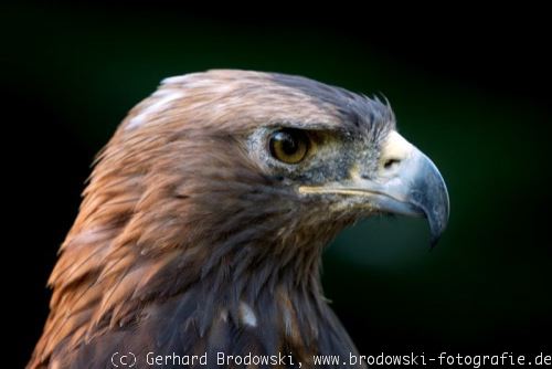 Adler Adlerarten Echte Adler Vogel Europa Unterschied Bilder