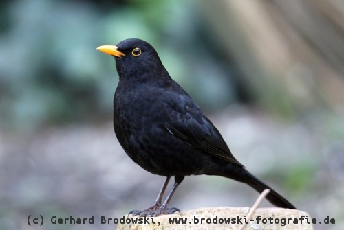 Amsel Steckbrief Lebensraum Brutverhalten Bilder Referat