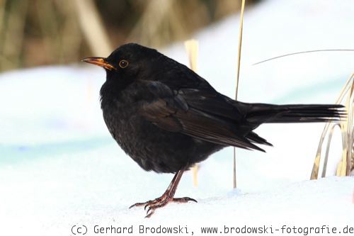 Amsel Im Winter Was Fressen Amseln Im Winter Bilder