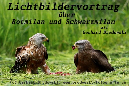 Vortrag über Vögel - Vortrag über Milane