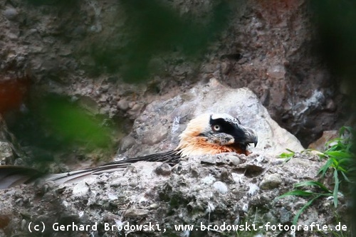 Bartgeier im Nest