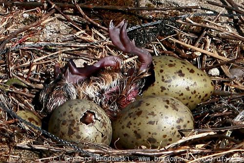 Sturmmöwen-Küken verlässt das Ei