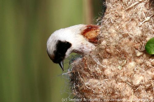 Beutelmeise beim Nestbau