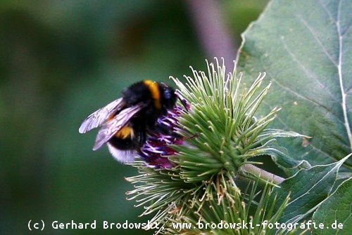 Hummel: Nahrung der Bienenfresser