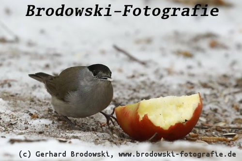 Mönchsgrasmücke frisst Äpfel im Winter