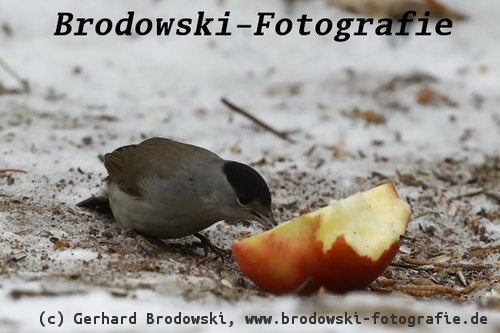 Mönchsgrasmücke frisst Äpfel im Winter