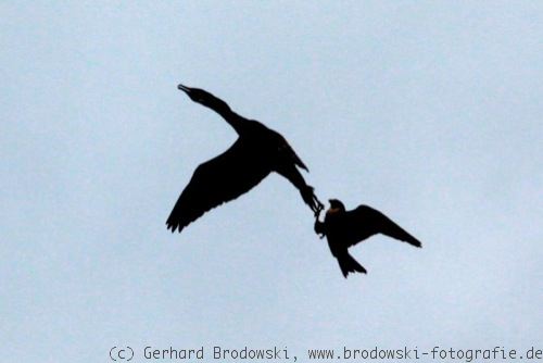 cormoran et Faucon pèlerin