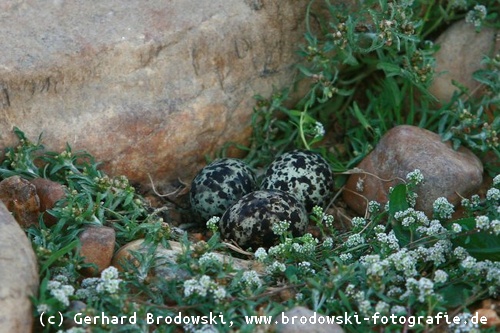 Rotflügel-Brachschwalbe: Nest mit Eiern