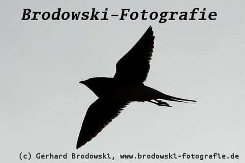 Schwalbenschwanz: Flugbild der Rotflügel-Brachschwalbe