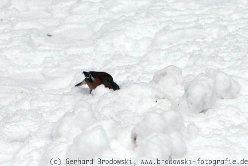 Buchfink sucht Nahrung im Winter