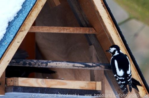 Buntspecht Weibchen am Vogelhaus beobachten