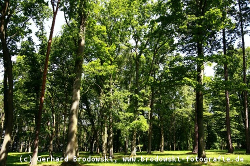 Laubwald Lebensraum vom Buntspecht