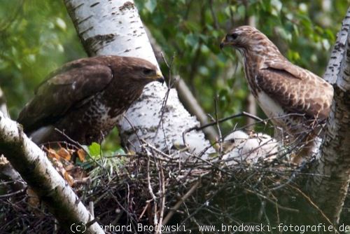 Bussard-Familie an ihrem Nest (Horst)