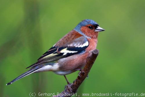 Vogel-Foto vom Buchfink in Deutschland