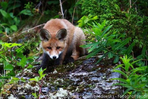 Fuchs: Natürlicher Feind der Dohle
