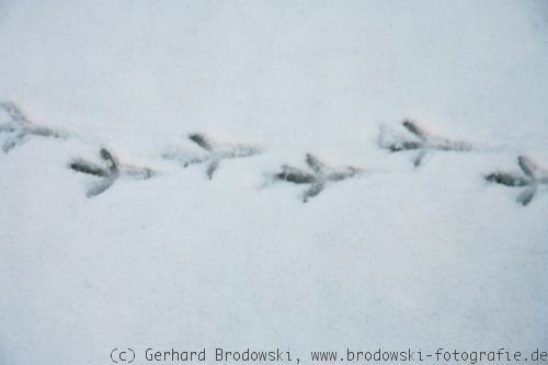 Bild: Drosselspuren im Schnee