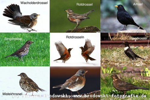 Vogelbilder zum Lernen - Drosselarten