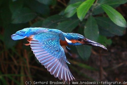 Der Eisvogel Steckbrief Lebensraum Brutzeit Bilder Referat