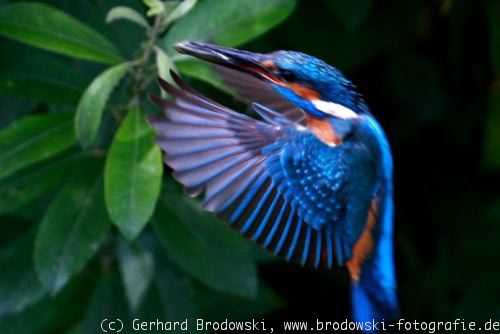 Der Eisvogel Steckbrief Lebensraum Brutzeit Bilder Referat