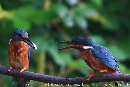 Der Eisvogel Steckbrief Lebensraum Brutzeit Bilder Referat